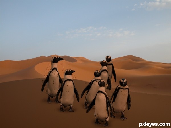 Creation of Penguins: Final Result